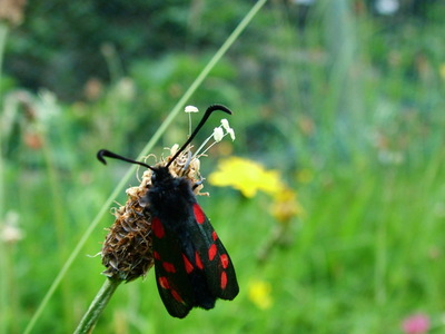 Six-spot Burnet